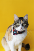 Bandana para mascotas "Michilomitos"
